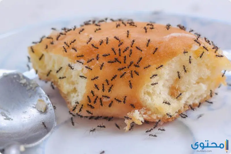 اسباب ظهور النمل في المنزل