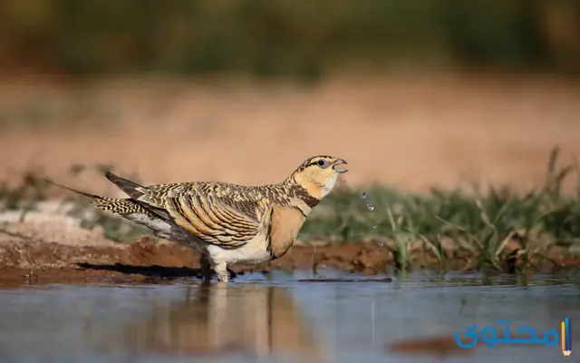 معلومات عن طائر القطا