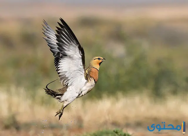 معلومات عن طائر القطا