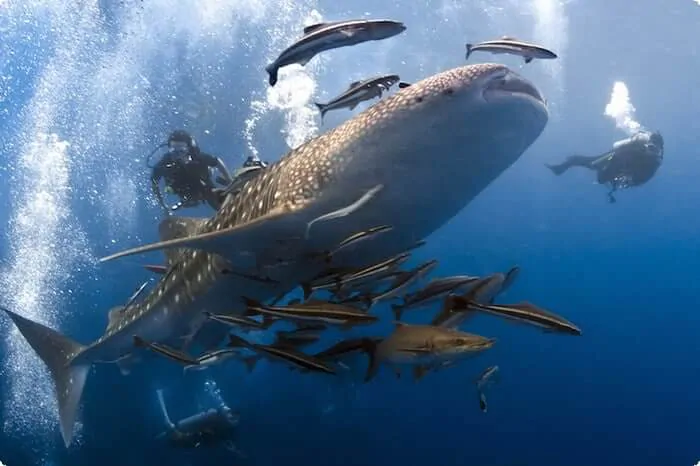 similan islands