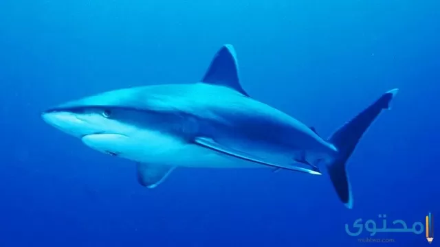 تفسير رؤية سمك القرش في المنام يدل على الخير