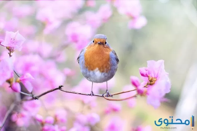 اسماء طيور للاطفال