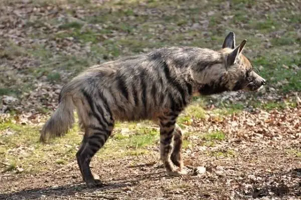 striped hyena facts 10430 2 1524362927