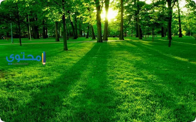 thumb2 lawn park green grass sun rays summer