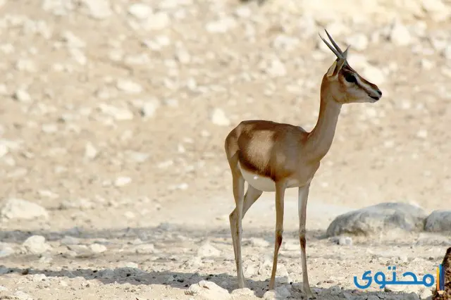 معلومات عن حيوان المها