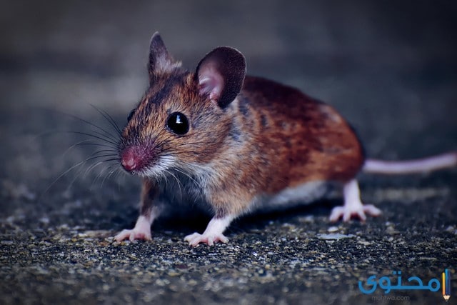 معلومات عن الفئران المنزلية والبيضاء