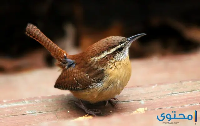 معلومات عن طائر النمنمة