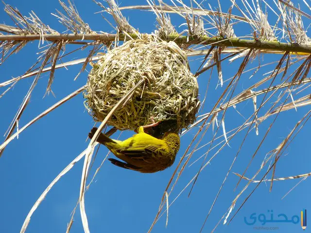 معلومات عن طائر النساج