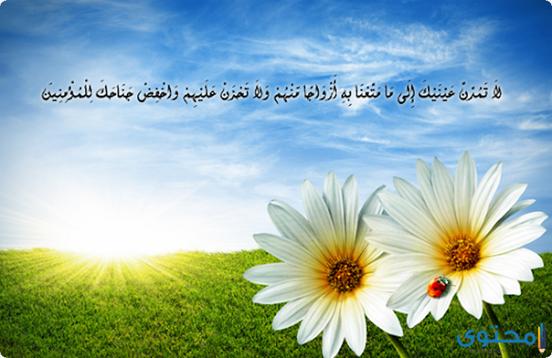 آيات قرآنية عن التواضع