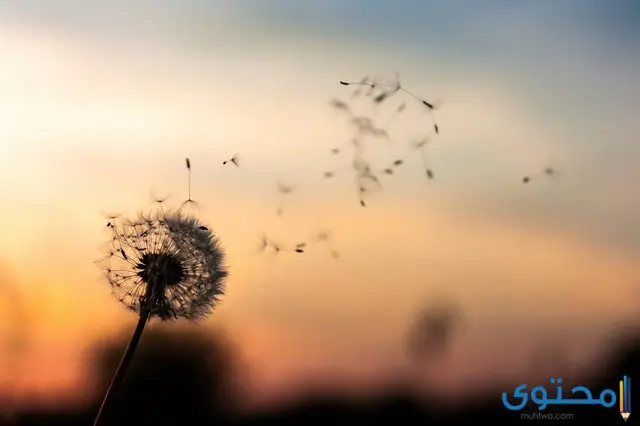اجمل 10 آيات قرآنية عن الحياة الدنيا مكتوبة