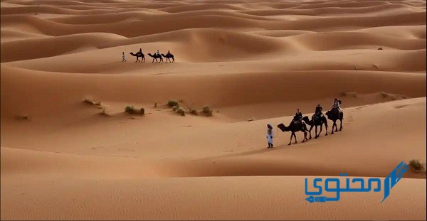 عائلة أبو زيد وش يرجعون (اصل العائلة بالتفصيل) 1 أبو زيد وش يرجع