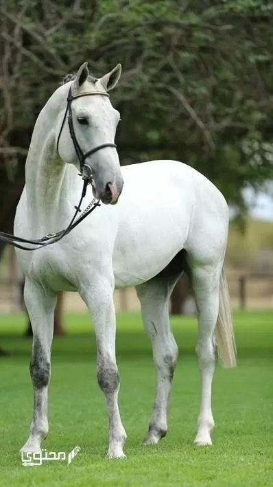 أجمل صور الخيول بيضاء وسوداء 2024