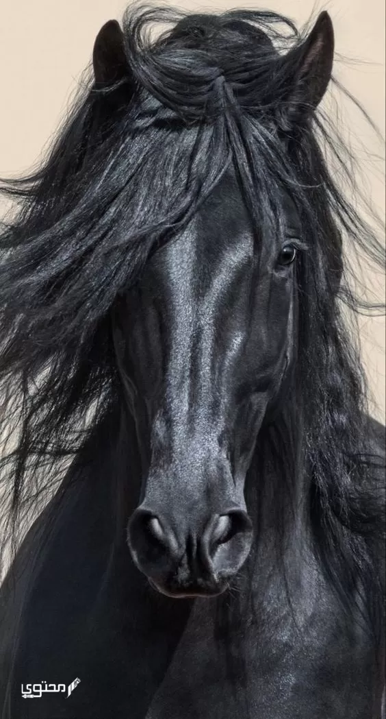 أجمل صور الخيول بيضاء وسوداء 2024