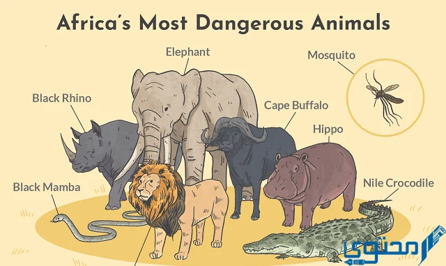 أخطر الحيوانات