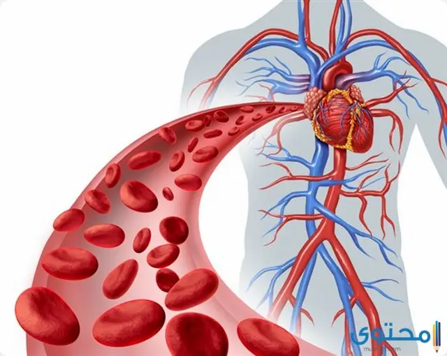 أفضل أدوية تنشيط الدورة الدموية للعضو الذكري