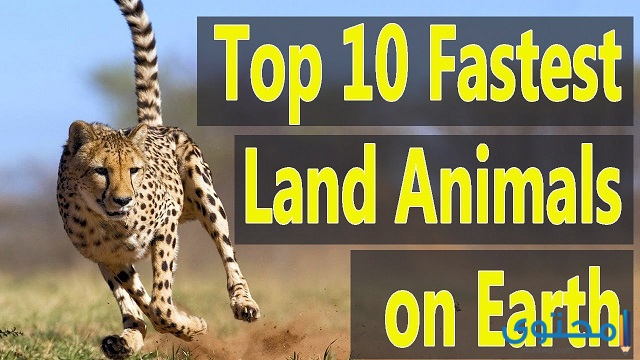 أسرع 10 حيوانات برية في العالم