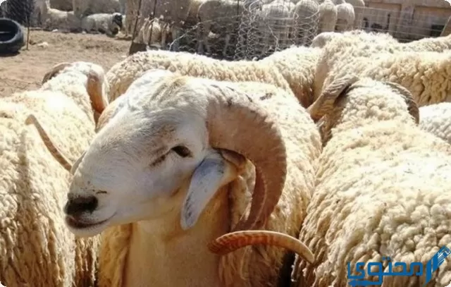 أسعار بيع أضاحي العيد