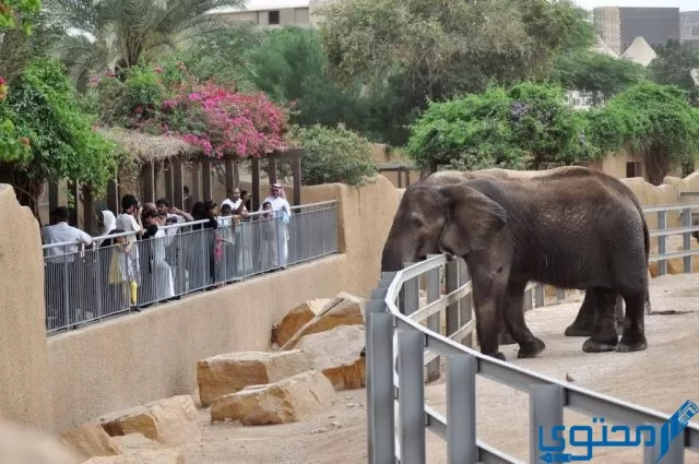 أسعار تذاكر حديقة الحيوان في الرياض