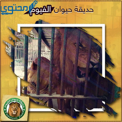 أسعار تذاكر حديقة حيوان الفيوم أسعار تذاكر حديقة حيوان الفيوم