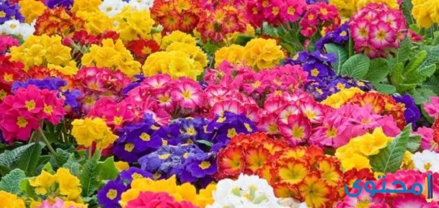 أشهر أسماء الزهور النادرة العطرية في العالم