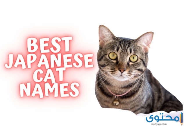 أسماء قطط جديدة بالياباني