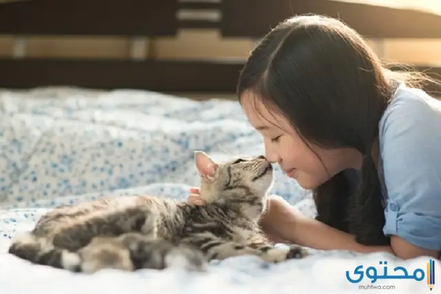 أسماء قطط كورية ومعانيها