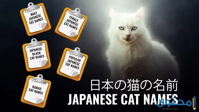 أسماء قطط يابانية ومعانيها
