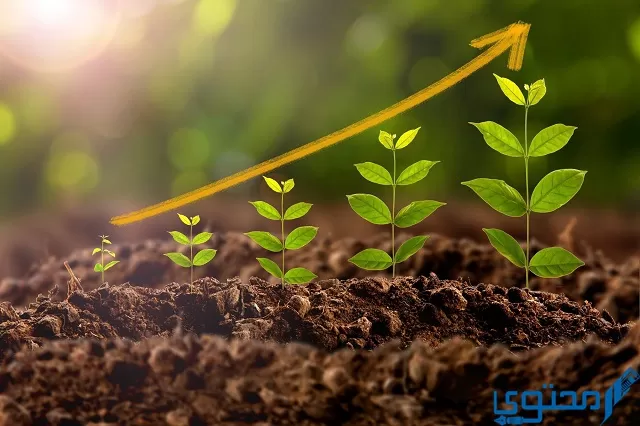 أشهر أنواع النباتات البذرية