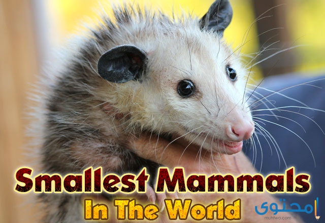 أصغر 10 ثدييات في العالم