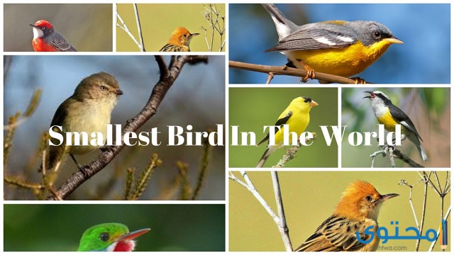 أصغر 10 طيور في العالم