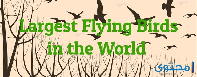 أكبر 10 طيور طائرة في العالم
