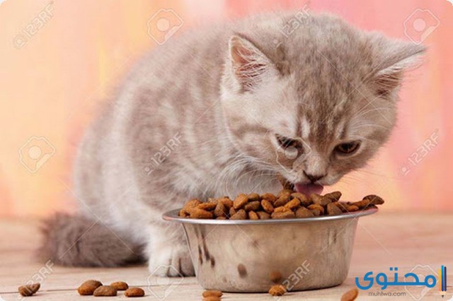 أنواع أكل القطط الصغيرة عمرها شهر أو شهرين