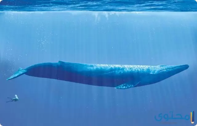 انواع الحيتان
