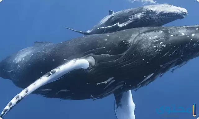 أنواع الحيتان