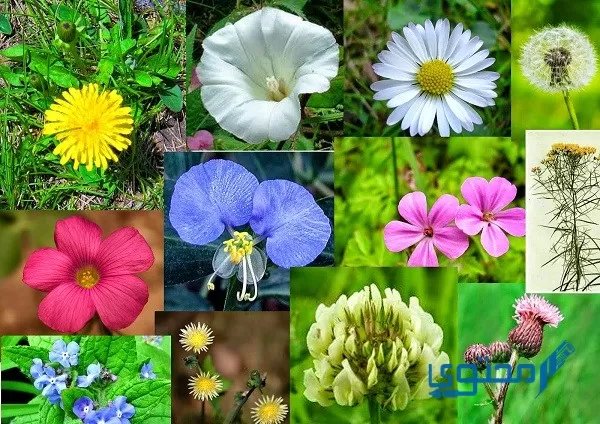 أنواع الزهور