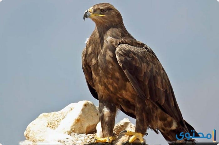 أنواع الطيور الجارحة في مصر