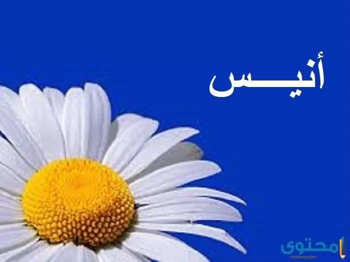 اسم أنيس