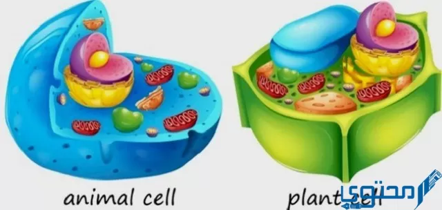 أي من عضيات الخلية تحول طاقة الغذاء إلى شكل آخر