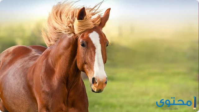 أسماء وصور اجمل 7 الخيول العربية الأصيلة في العالم