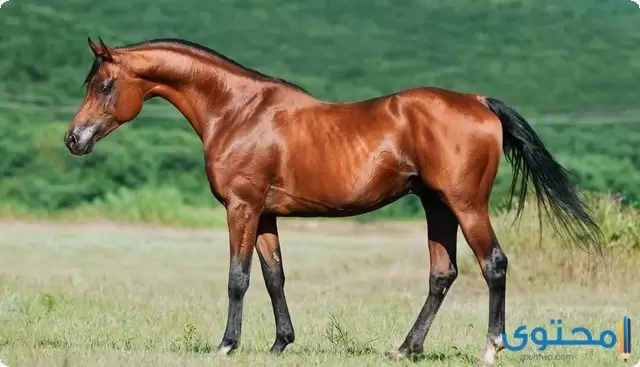 اجمل الخيول العربية الأصيلة