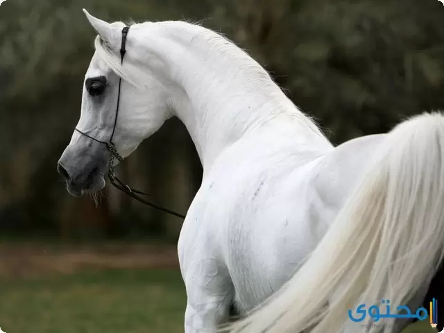 اجمل الخيول العربية الأصيلة