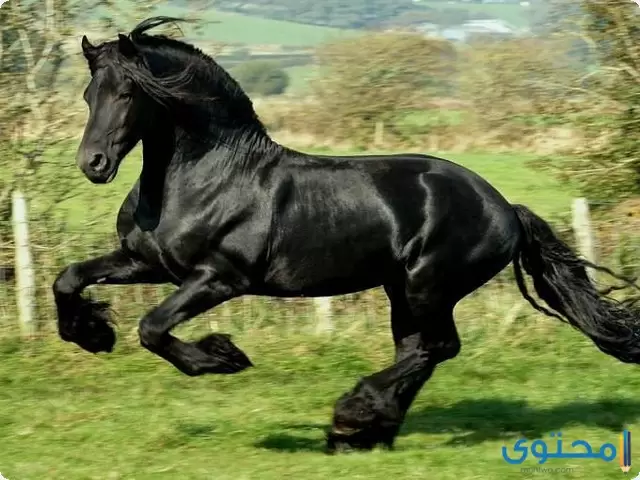 اجمل الخيول العربية السوداء في العالم