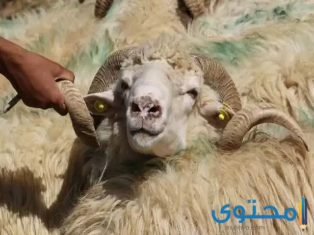 اسعار الخرفان الاضاحي