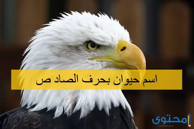 حيوان بحرف الصاد