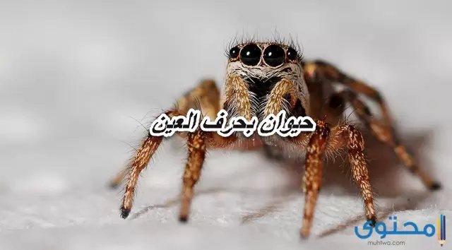 حيوان بحرف العين