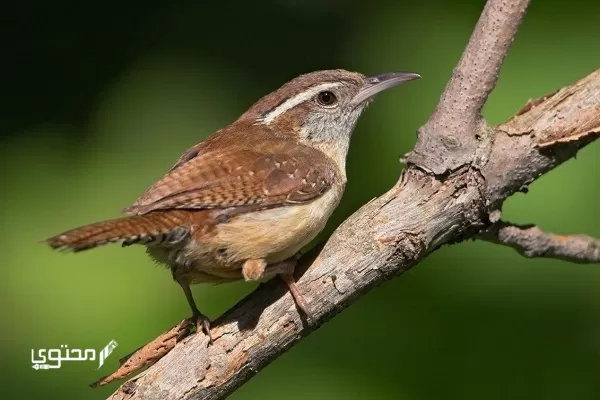 اسماء الطيور المغردة 2024