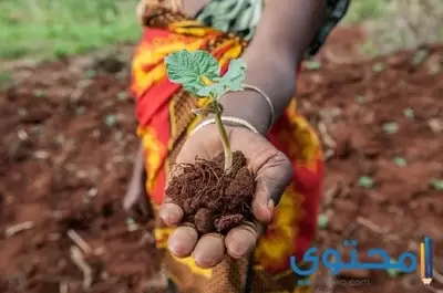 صفات الأبراج الترابية