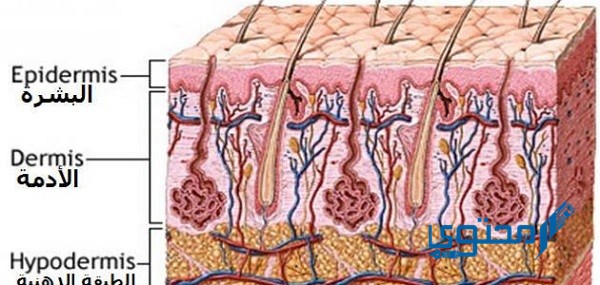 الأدمة هي طبقة من خلايا الجلد توجد أسفل البشرة