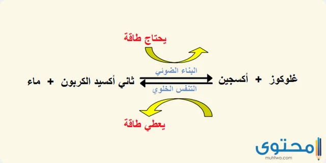 الفرق بين التخمر والتنفس الخلوي