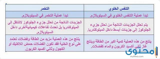 التخمر والتنفس الخلوي